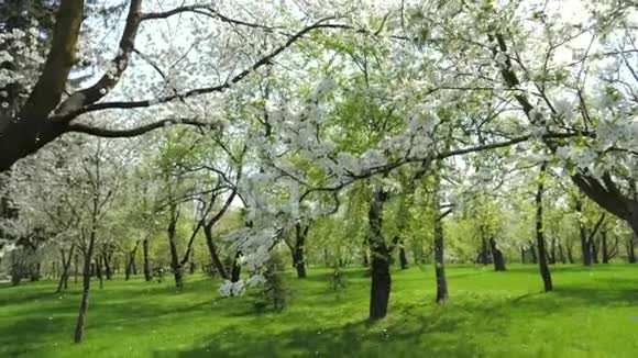 春天开花的白苹果树在花园里慢慢飘落视频的预览图