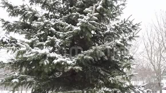 雪中的松树视频的预览图