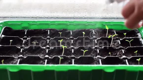 用塑料盆浇许多年轻的植物用水喷洒小番茄植株的特写图像水雾视频的预览图