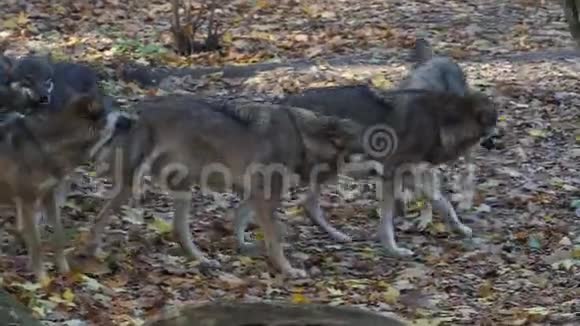 欧洲灰狼犬狼疮狼疮正在森林里奔跑视频的预览图