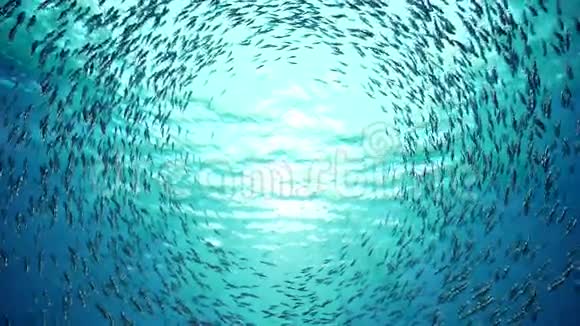 鱼群视频的预览图
