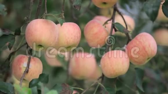 秋天的苹果园视频的预览图