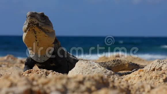 鬣蜥在海洋的前面视频的预览图
