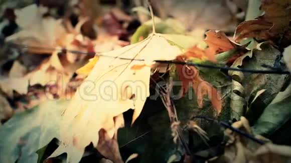 秋天的叶子是橡木的视频的预览图