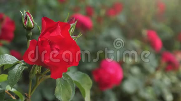 红色在风中玫瑰视频的预览图