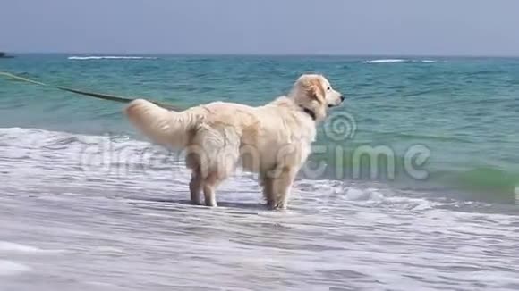 在海滩上和狗一起散步视频的预览图