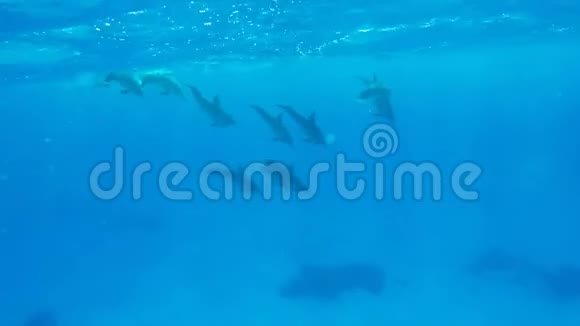 一家海豚在埃及红海的清澈水域游泳视频的预览图