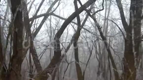 树和草上的霜视频的预览图