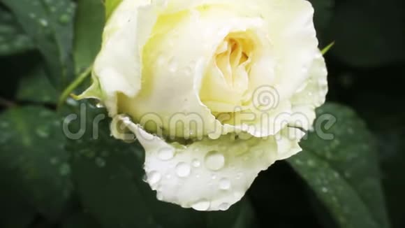 白玫瑰在花园里视频的预览图