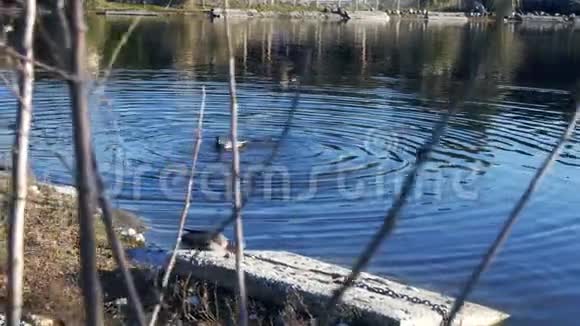 湖中的鸭子和鸟视频的预览图