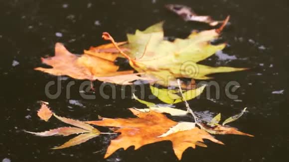 秋天的叶子在水里视频的预览图
