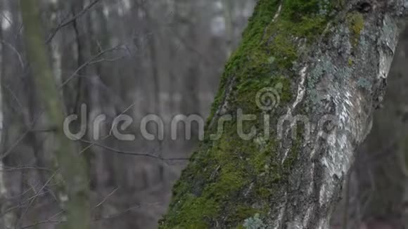 绿苔在树上视频的预览图