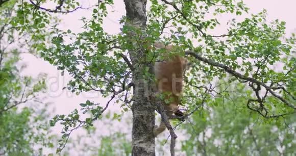 猫崽爬下森林里的一棵树视频的预览图