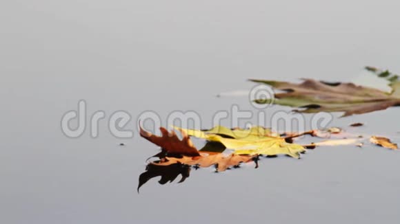 秋天的叶子在水里视频的预览图