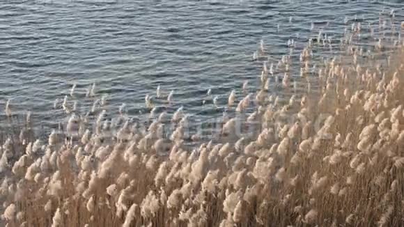 岸上的芦苇视频的预览图