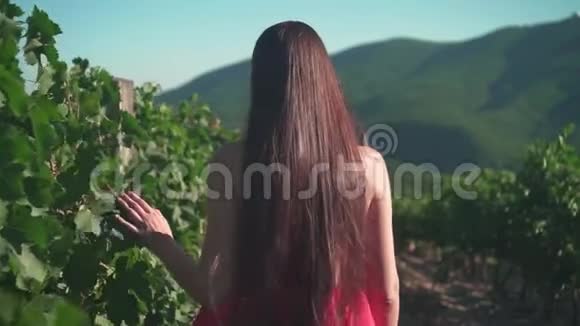 一个穿红裙子的小女孩正穿过葡萄园一个留着长发的自由女孩走过葡萄园视频的预览图