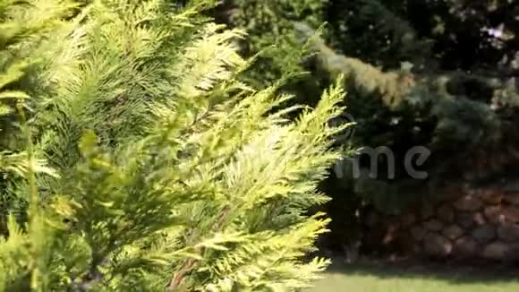 天然松树视频的预览图