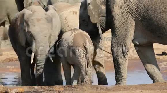 小象喝水视频的预览图