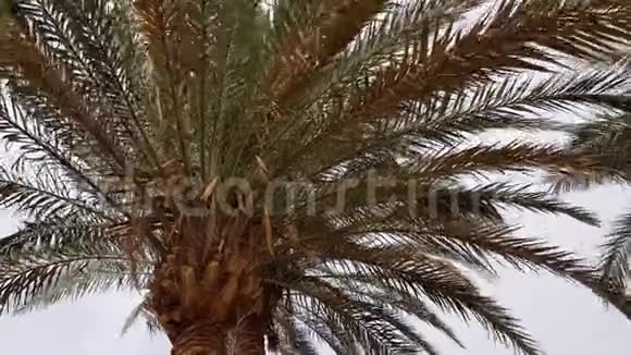 棕榈叶在风中视频的预览图