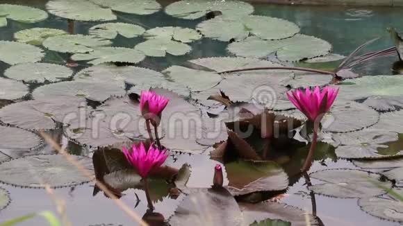 池塘里的粉红色莲花视频的预览图