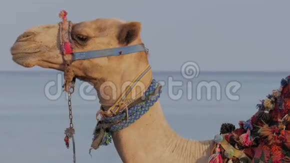 骆驼咀嚼视频的预览图