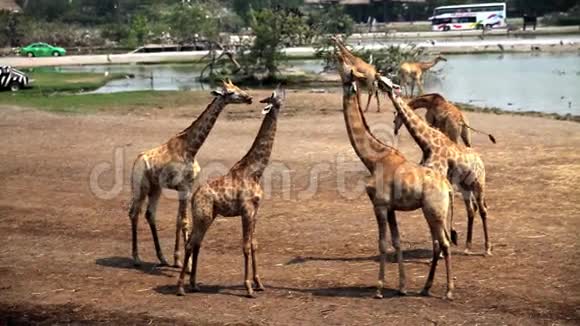 动物园里的长颈鹿视频的预览图