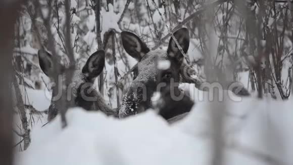 在北极圈荒野的深冷的冬季森林中休息的美丽的棕色大驼鹿和小牛视频的预览图