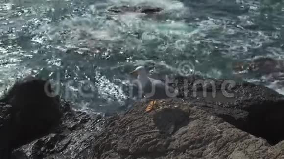 海鸥从岩石中飞翔视频的预览图