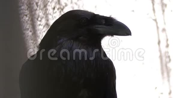 黑乌鸦视频的预览图