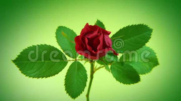 绿色的红玫瑰视频的预览图