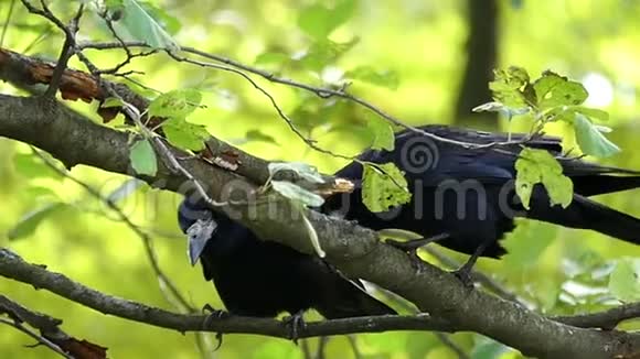 两只乌鸦坐在树枝上用子把它们的喙洗干净视频的预览图