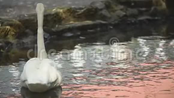白天鹅游泳视频的预览图
