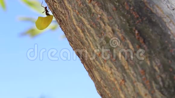 树干上的蚂蚁视频的预览图