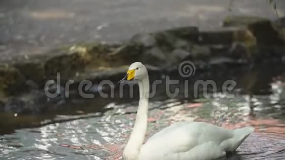 白天鹅游泳视频的预览图