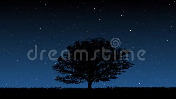 夜晚的树视频的预览图