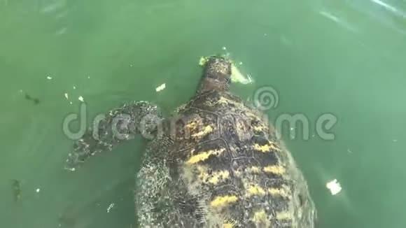 绿色海龟视频的预览图