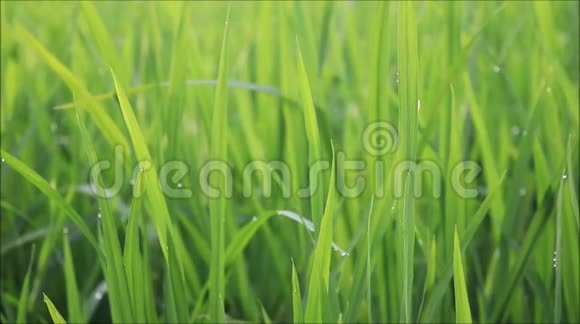 稻叶在风中视频的预览图