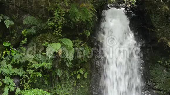 瀑布和蕨类植物视频的预览图