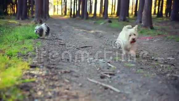 在树林里用皮带拴住狗视频的预览图