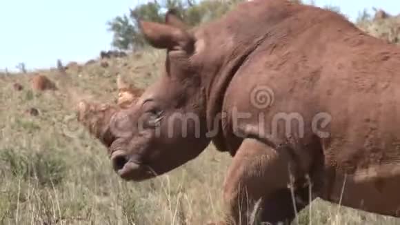 南非的犀牛视频的预览图