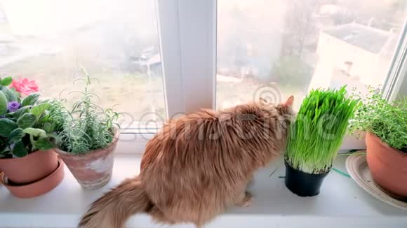 红猫吃草视频的预览图