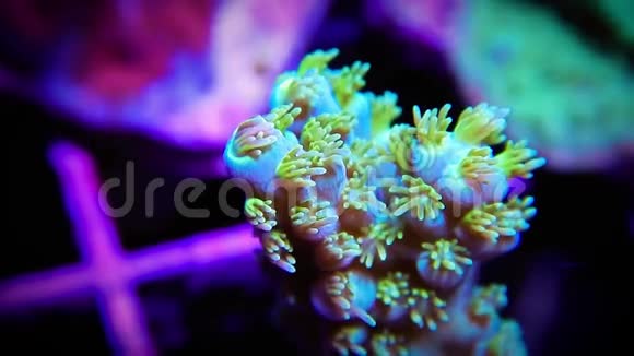 单孢珊瑚的枝尖有息肉延伸和移动的电流视频的预览图