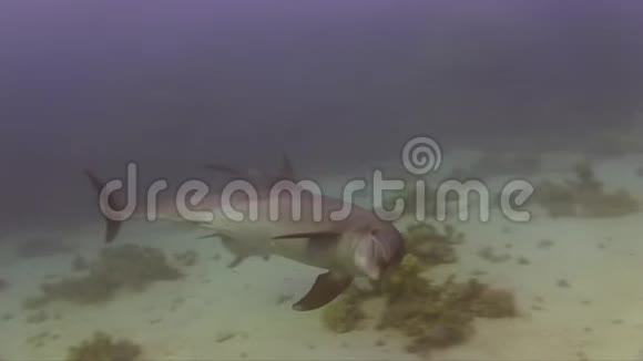 海豚有时对潜水员感到愤怒和好奇视频的预览图