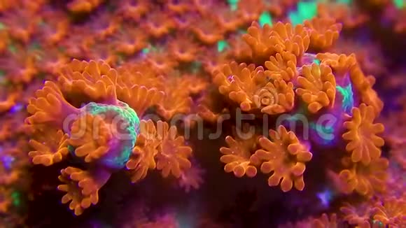 带息肉运动的绿色和红色单孢珊瑚的大夹子并放大视频的预览图