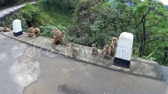 公园里的猴子视频的预览图