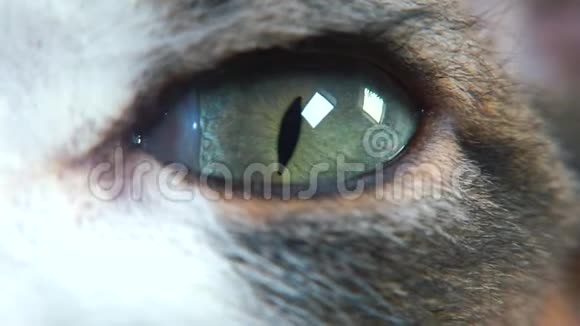 猫眼的特写视频的预览图