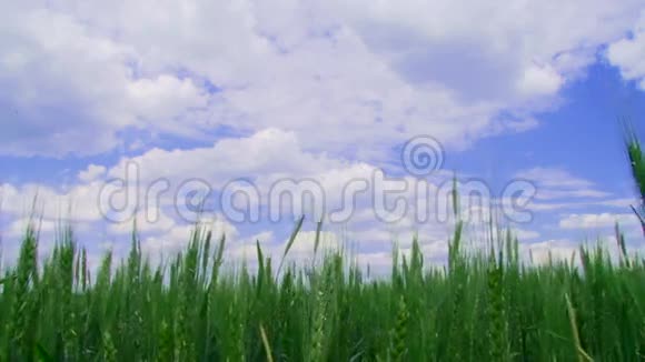 冬小麦的田地视频的预览图