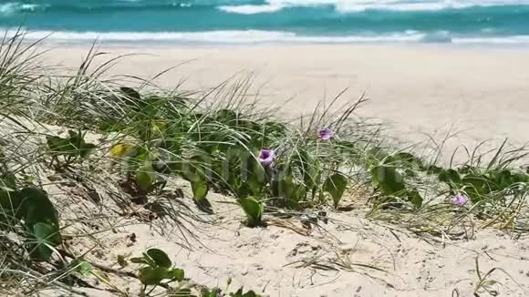 海滩上的沙丘视频的预览图