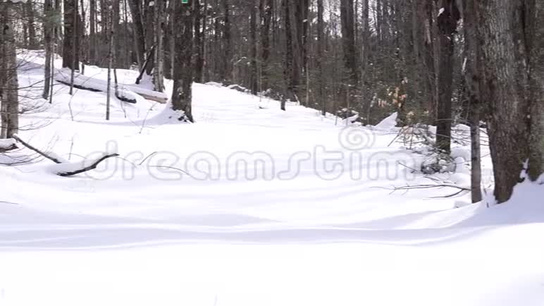 白雪覆盖着树影消失的小径视频的预览图