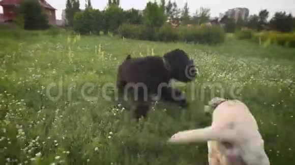 夏天日落时分穿着项圈的白狗和黑狗正在绿色盛开的草坪上玩耍视频的预览图